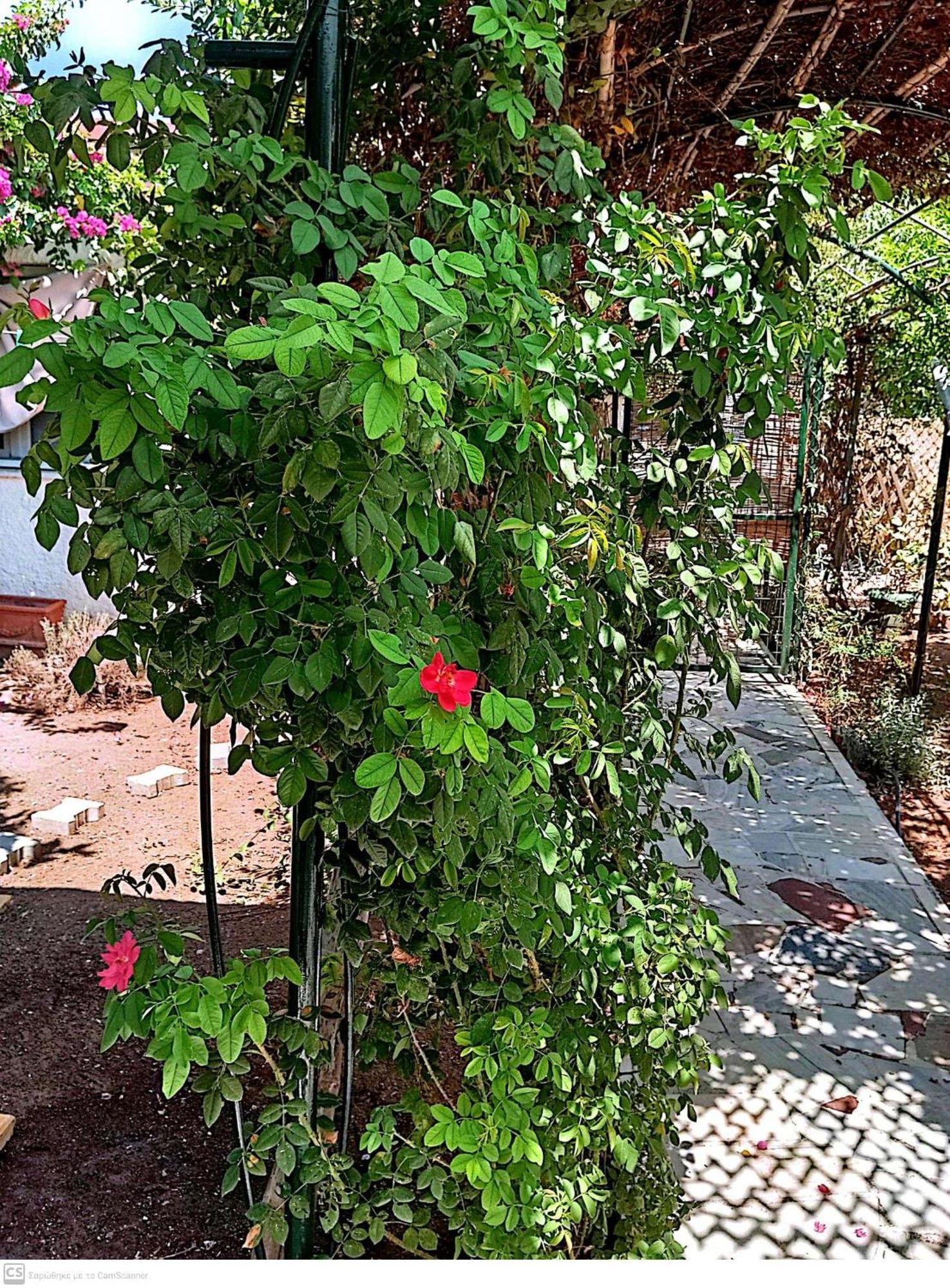 Villa Εξοχικό Maria Ambelakia Exterior foto